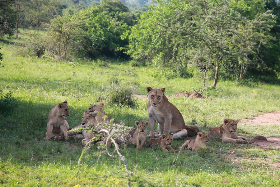 Lion population in Rwanda's national park grows to 58-Xinhua - HCNTimes.com