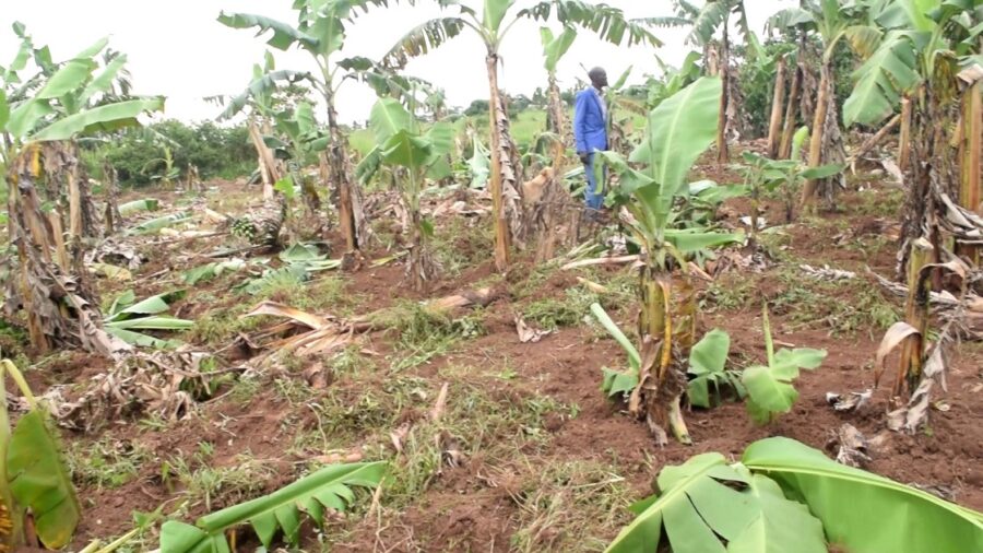 Over 2,000 Mukono residents cry to President Museveni to save them from illegal eviction - HCNTimes.com
