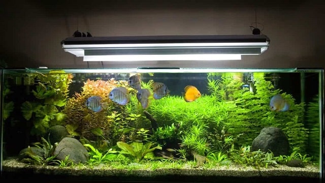 Types Of Aquarium Lamps: The Ones You Should Know