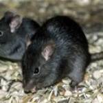 Rats Removal Profile Picture