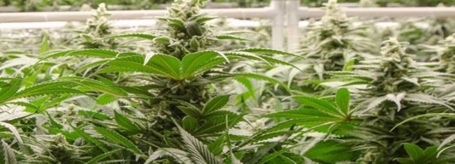 BudExpressNOW Cover Image