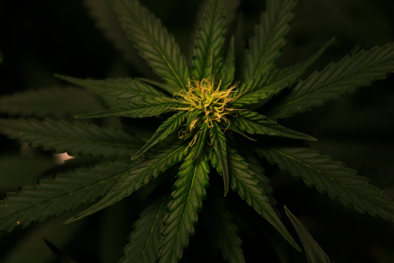 How CBN Differs From THC and CBD | XShack | XShack