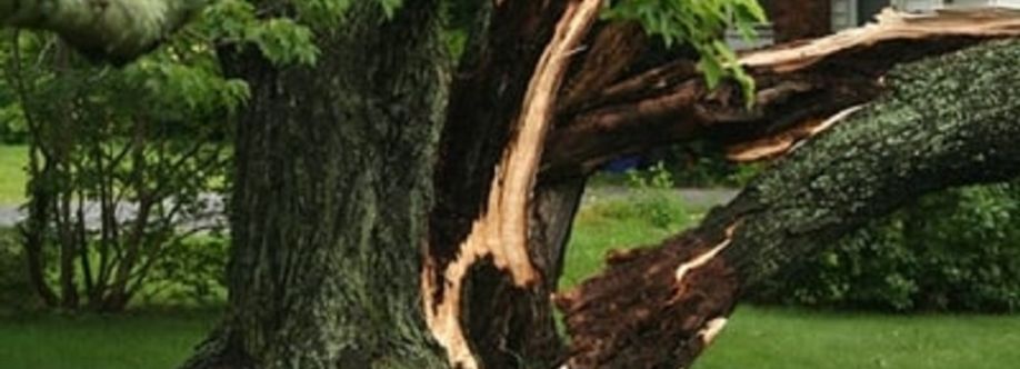 Immaculate tree felling Cover Image