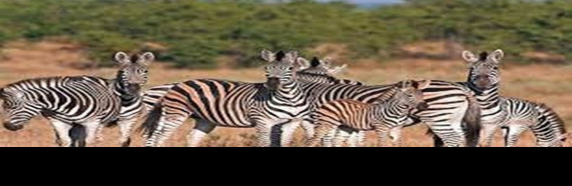 Kimgoni Tanzania Safaris Cover Image