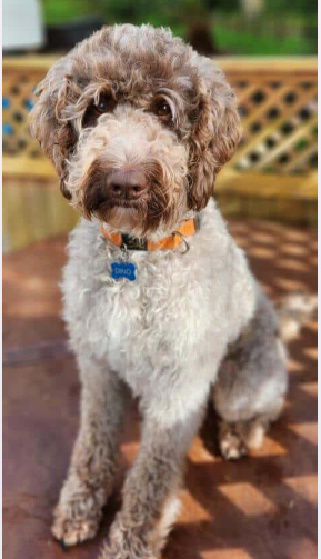 Available Labradoodle Stud Service in BC | It’s a Doodle K9 Service