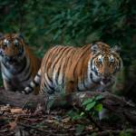 clanstays India Profile Picture